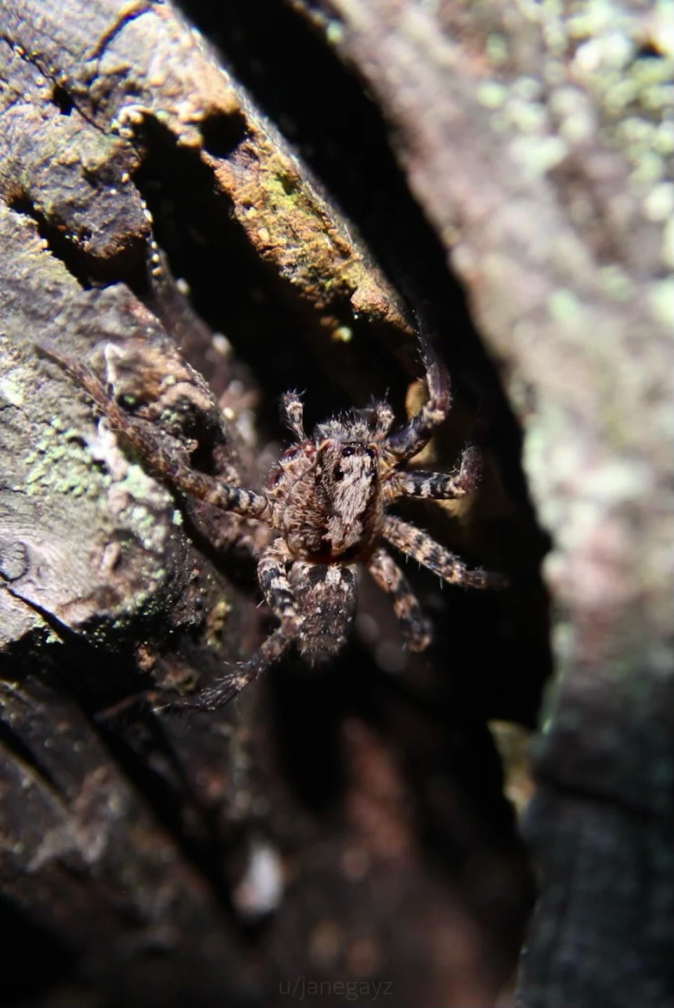Took this pic of a spider that was inside our peach tree. Size was around fingertip scale