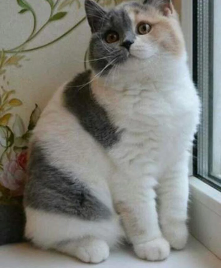 Look how sweet and puffy this cat is