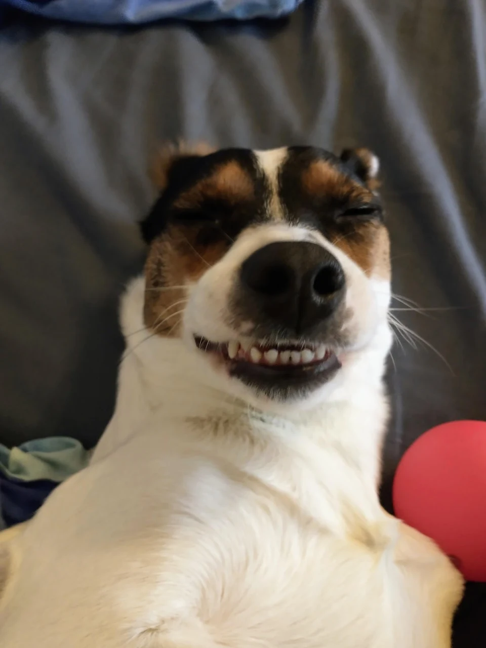 Kira says happy Dog day!