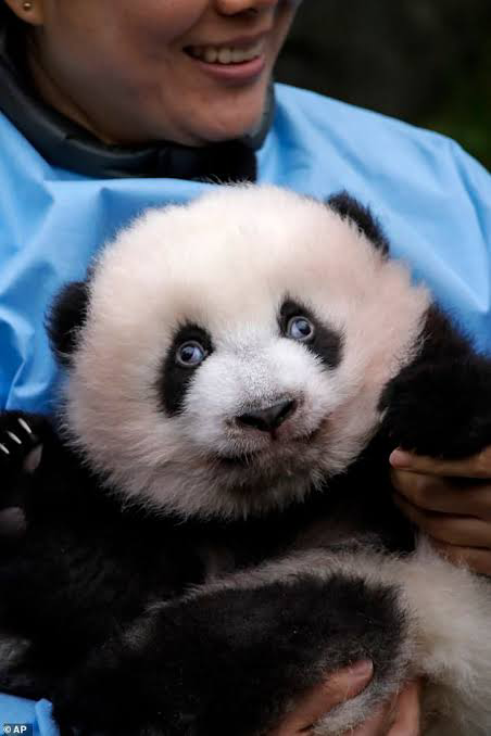baby panda scared of the camera