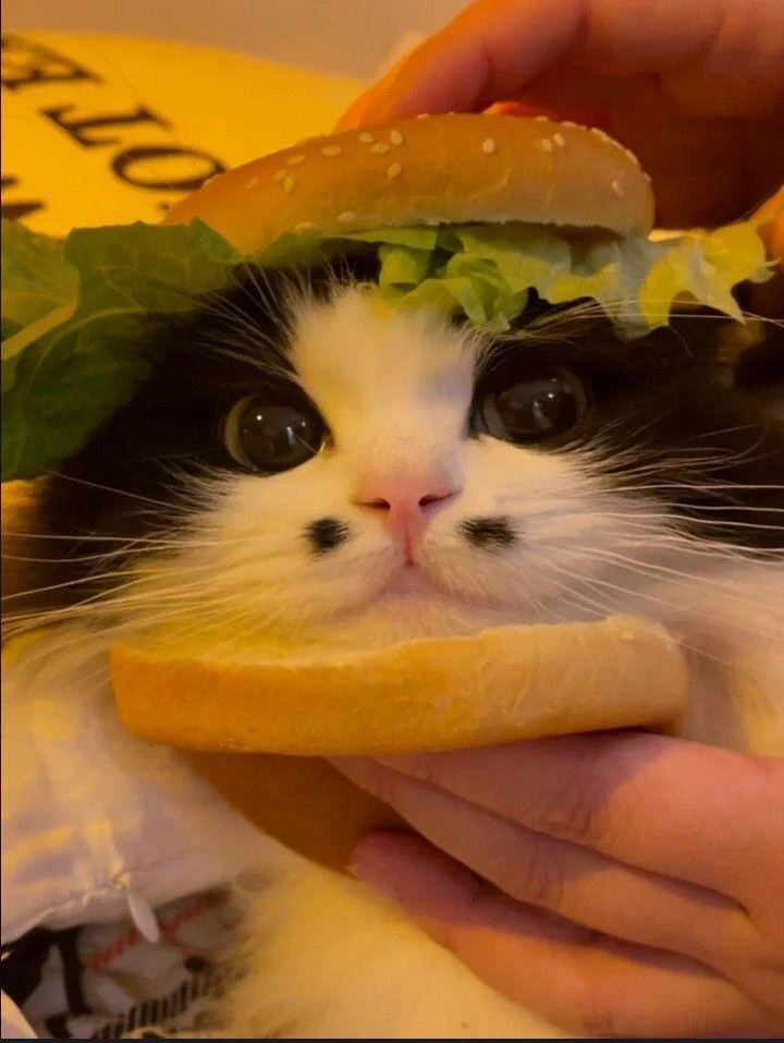 kitty burger