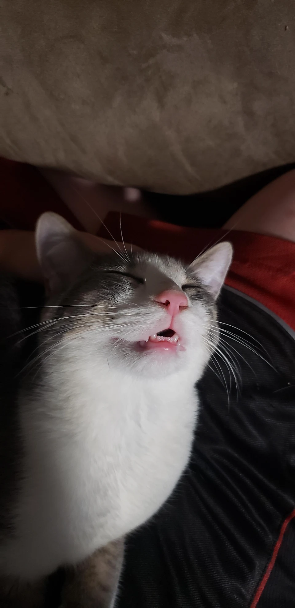 My cat's derp face when he's getting pets.