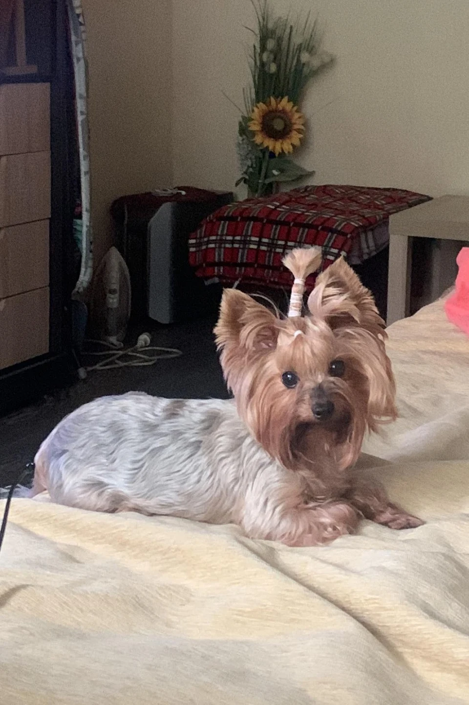 And our Yorkshire Terrier got a new haircut today
