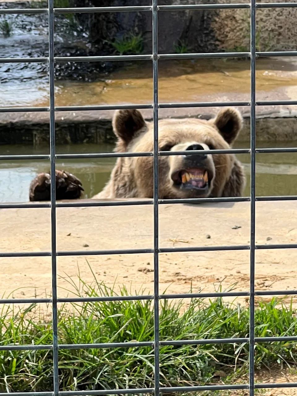 Bear at zoo who “smiles” for the cameras