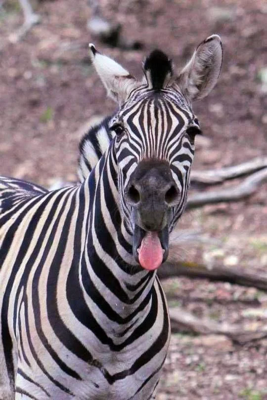 Zebra With An Attitude