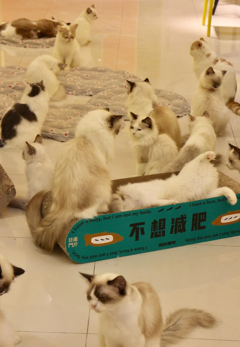 question 1: why so many cats? question 2: why are they all the same?