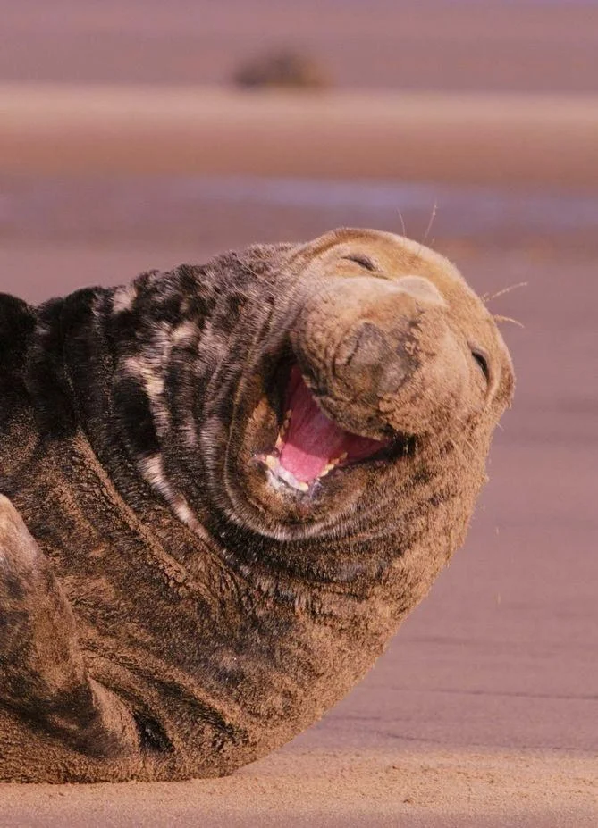 Laughing Sea Lion 🦭