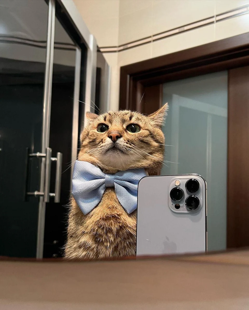 Hello cats, this is your ceo speaking!!!