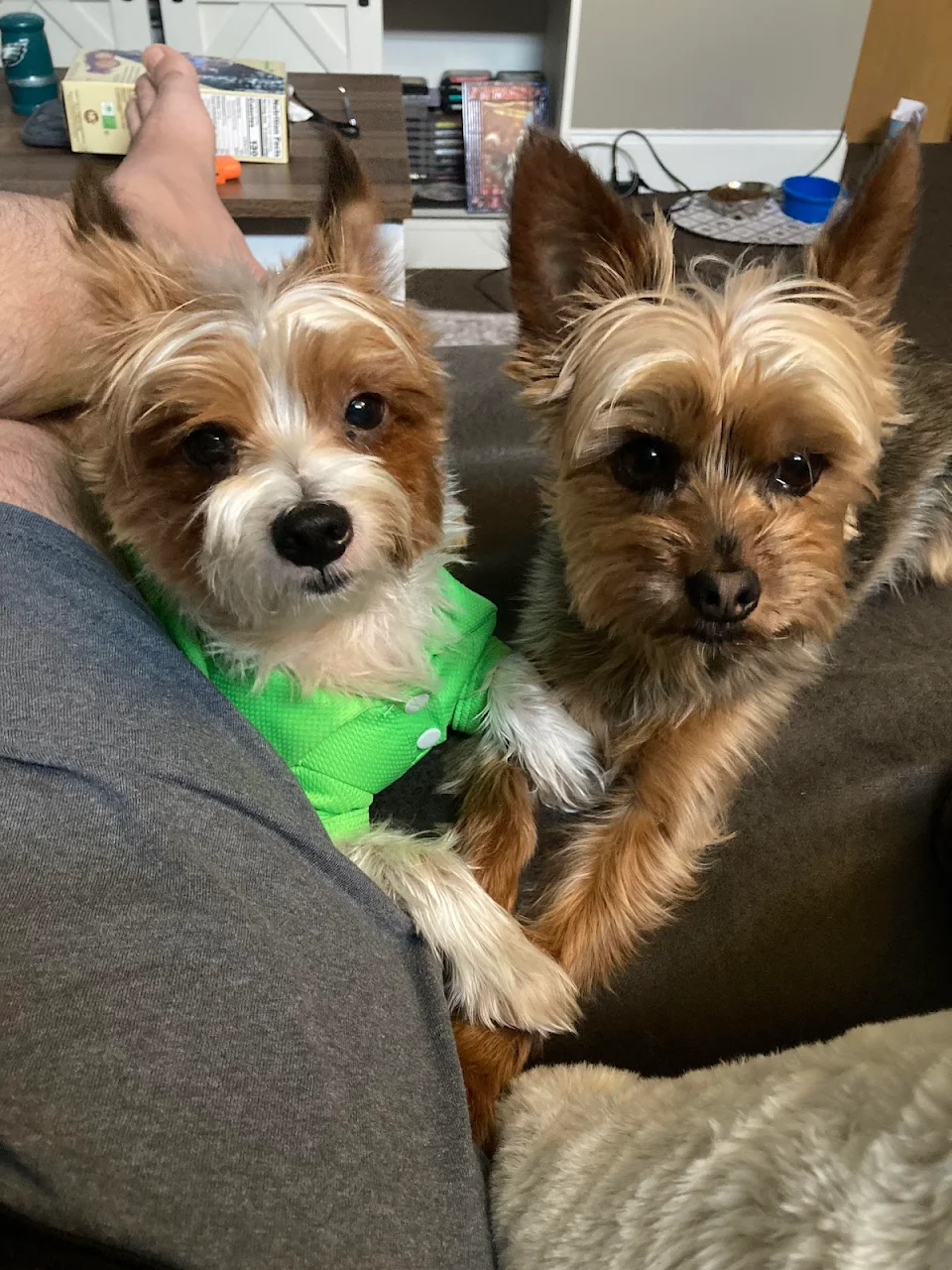 My two Yorkies who are inseparable and always have to be touching each other 🐶🐶