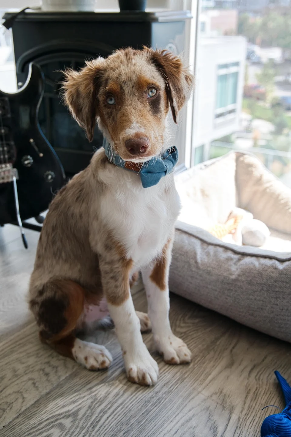 This is Tucker, My 4-month-old AussieDoodle. Ready for his first wedding!