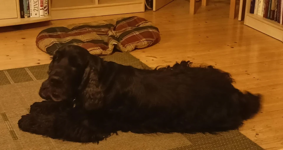 cocker spaniel is just one big love (sorry for bad quality)