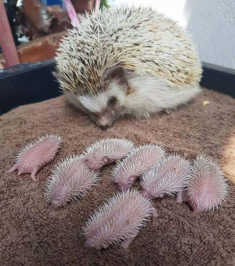 Momma hedgehog and her prickly babies