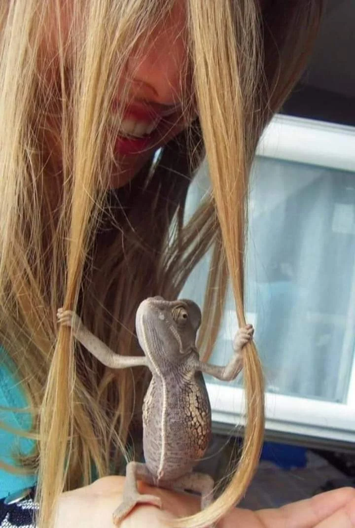 This lizard holding onto a woman's hair.