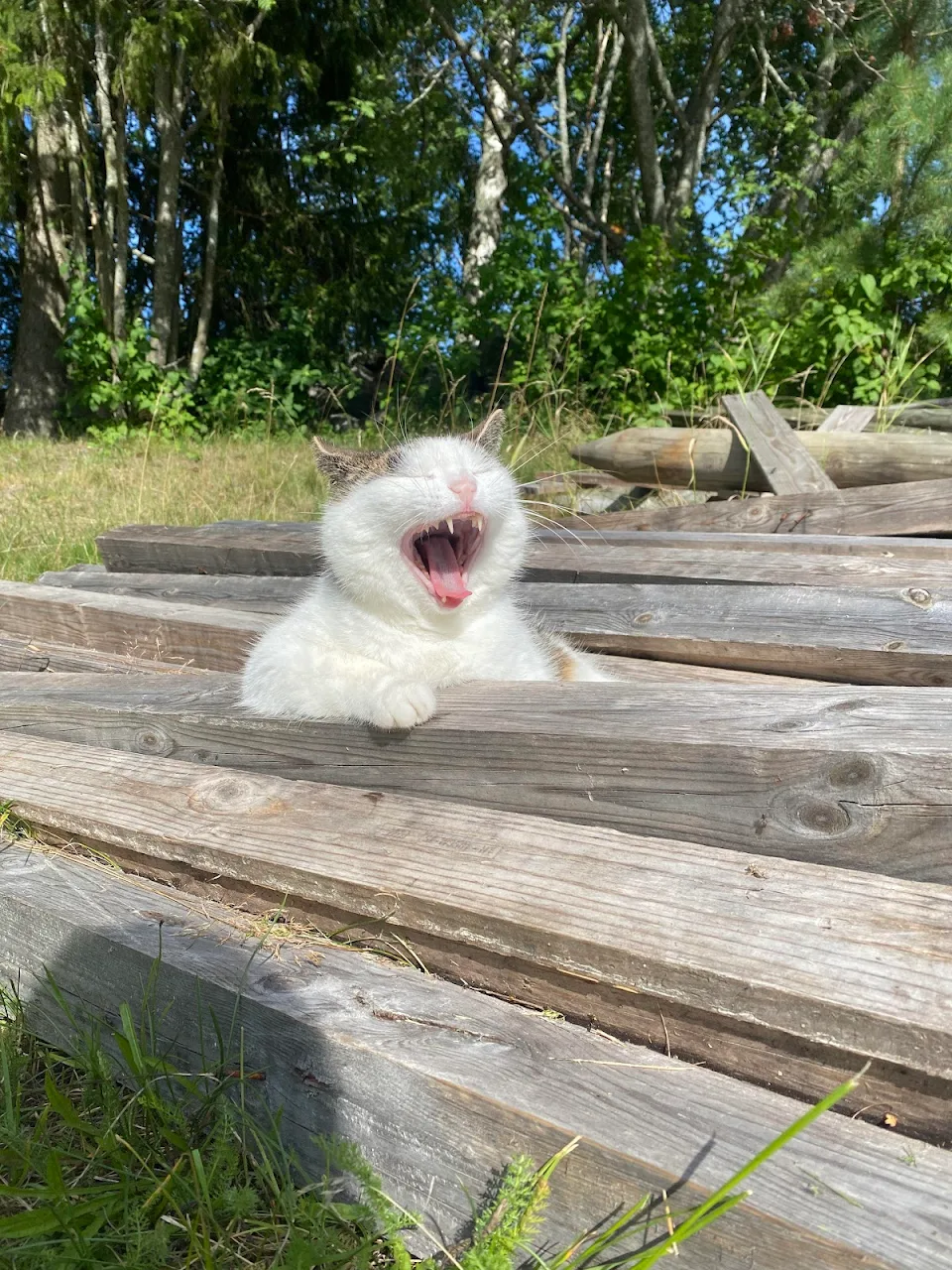 PsBattle: This cat yawning in the sun