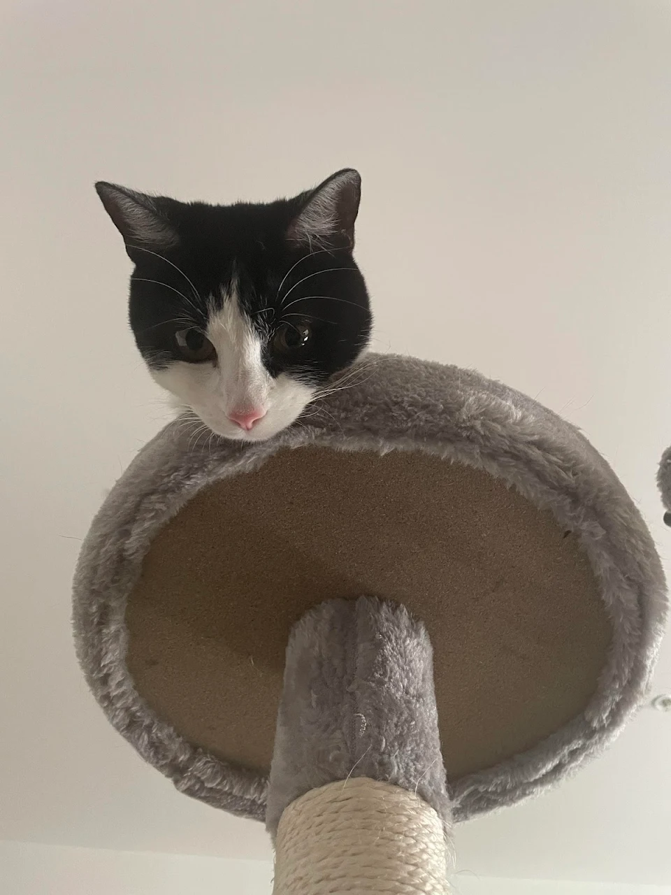 This cat on top of a cat tree