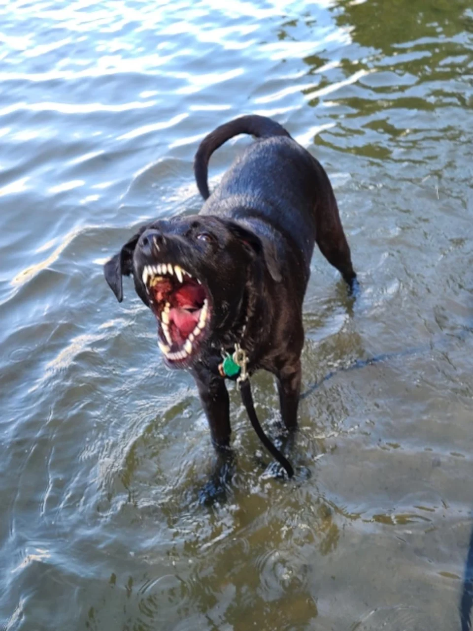Dog mid-bark in a river
