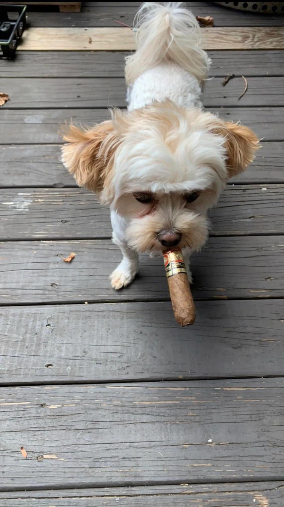 This dog with a cigar