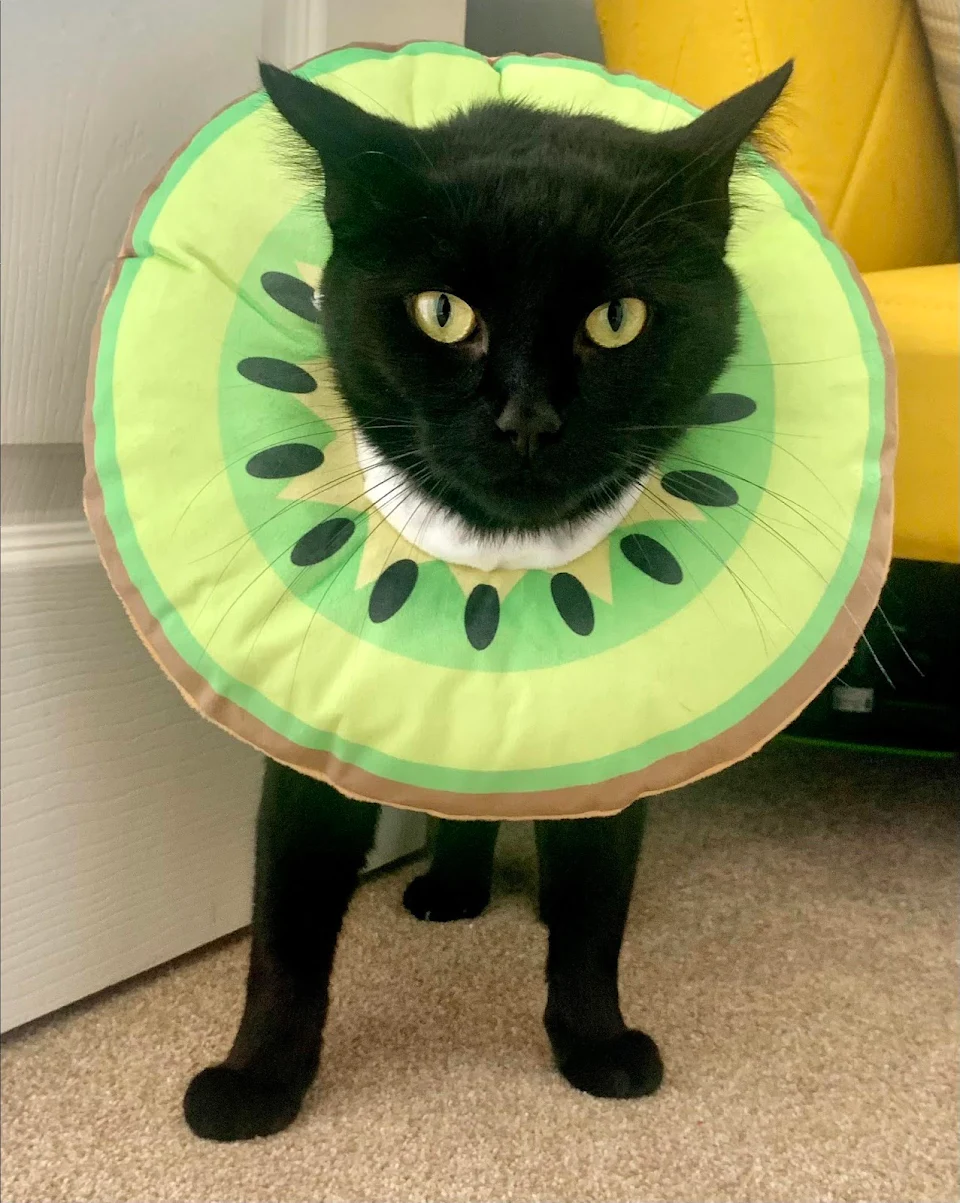 Cat Wearing a Soft Kiwi Cone