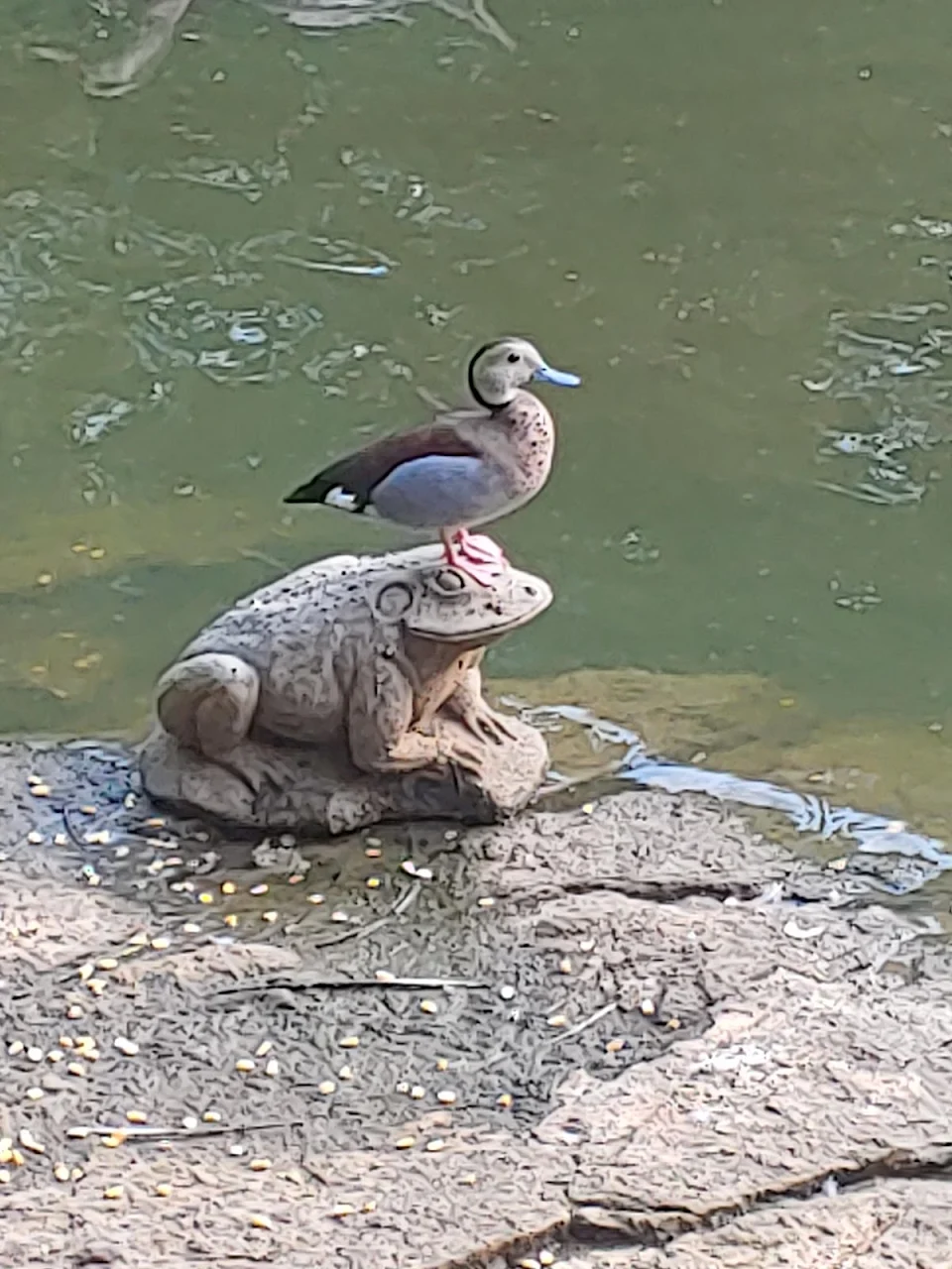 my little duck standing on a frog