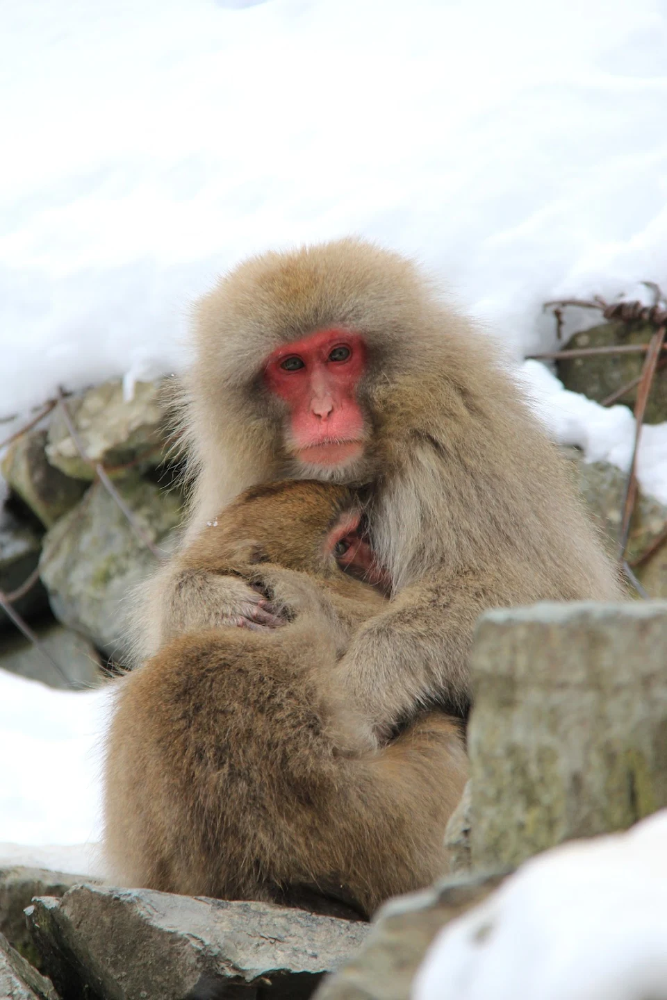 A Snow Monkey and Her Child