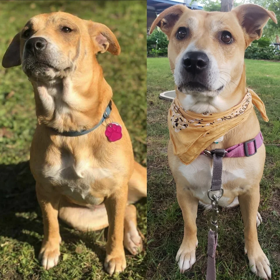 2.5 years can make such a huge difference! This is Honey pre-adoption verses how she looks now. She is the sweetest pup I know!