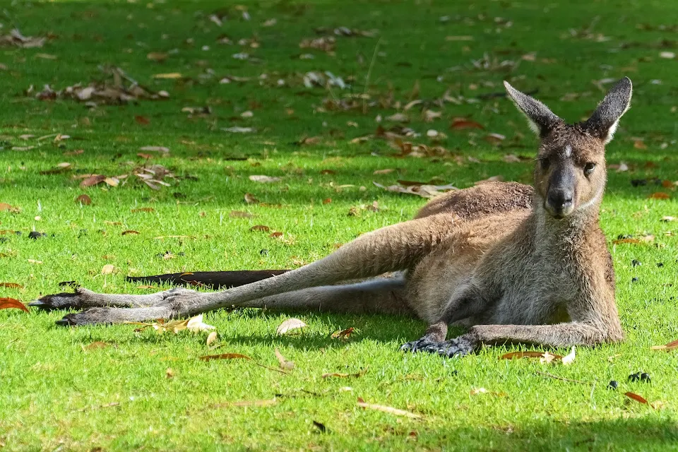 *FUN FACT* kangaroo can hop 8 meters (25 Feet) in a single bound!