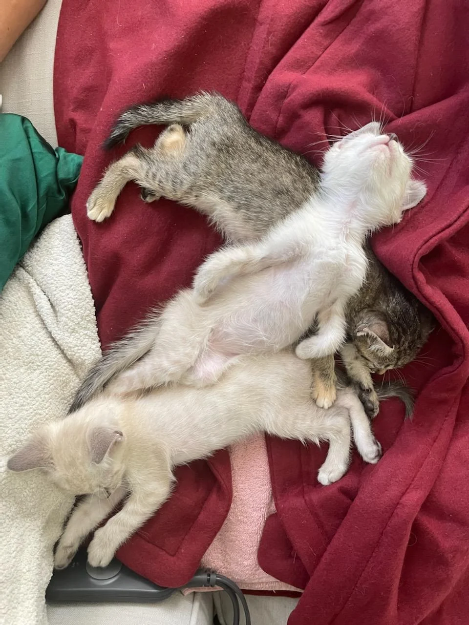 Rescue kittens resting