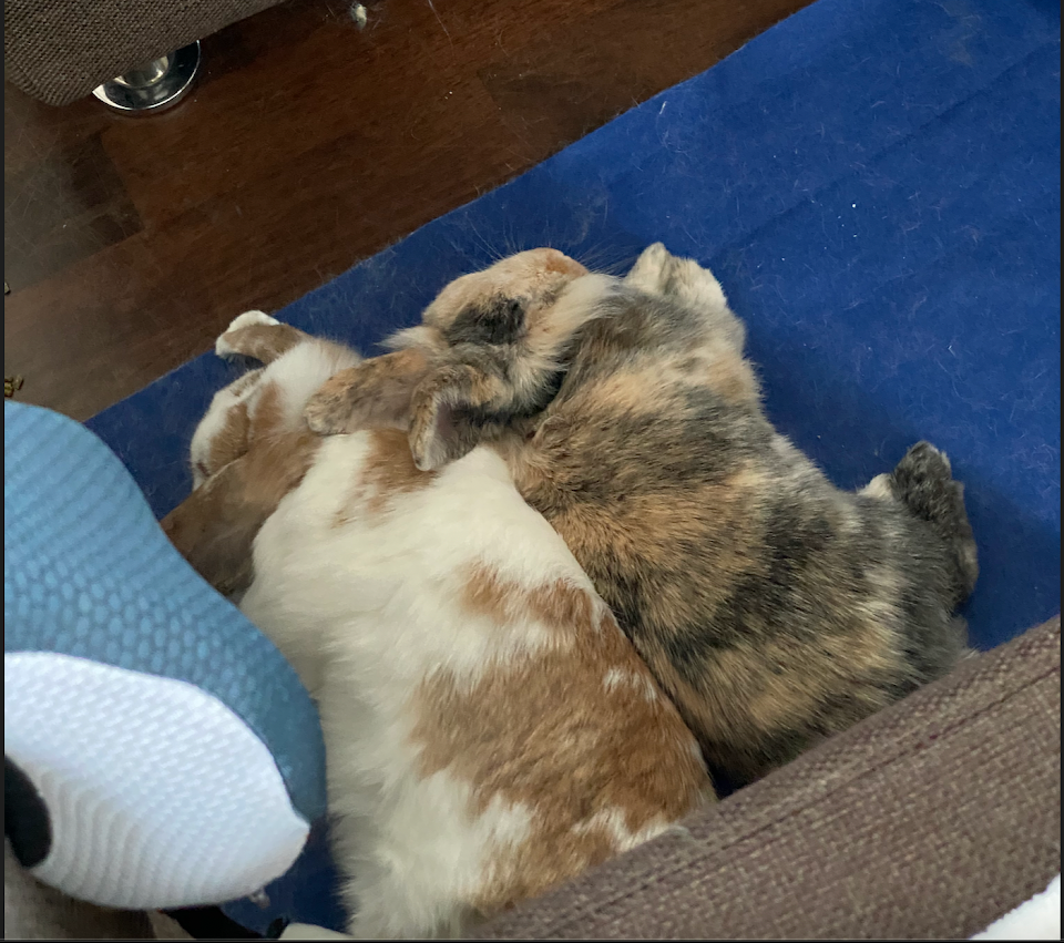 My bunnies cant sleep without each other