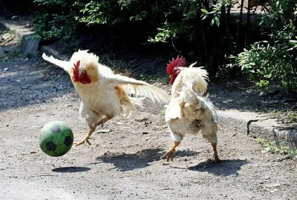 Rooster World Cup