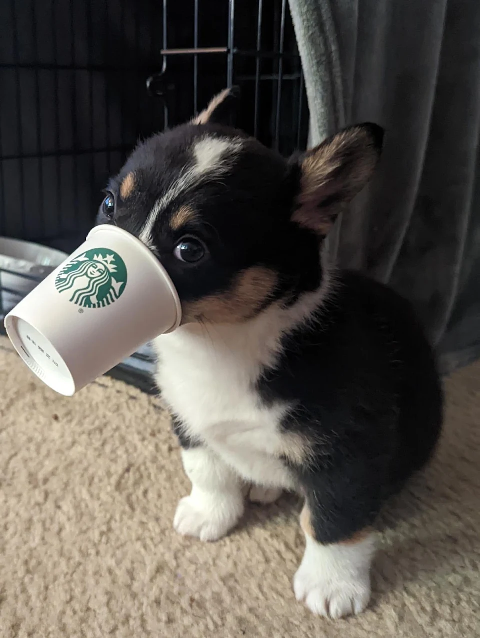 Corgis first Pup Cup