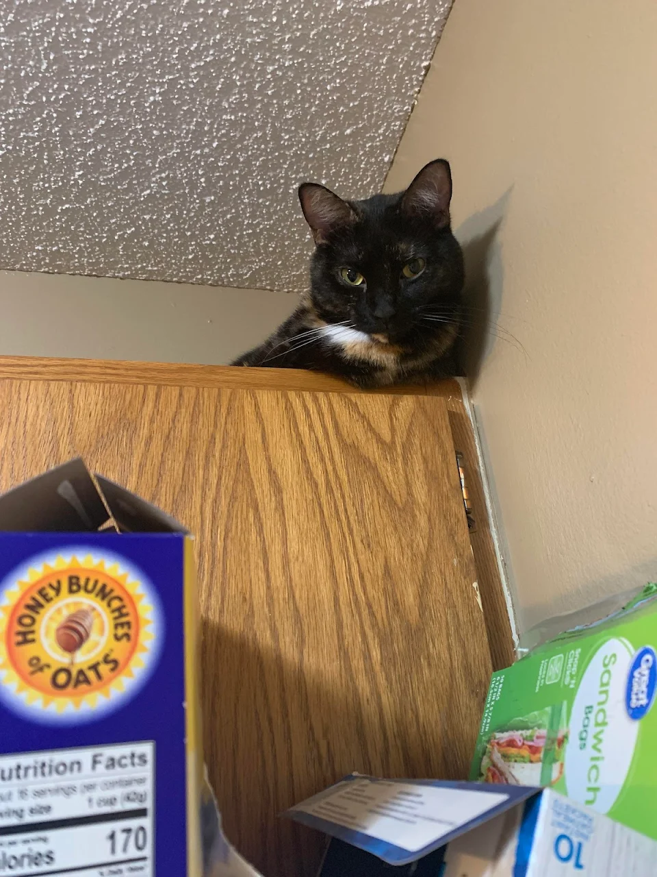 Scully likes to sit up on the cabinet and judge what I eat for breakfast