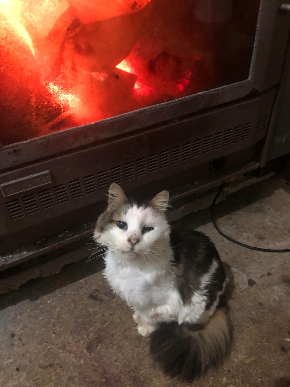 She’s 14, has terminal cancer, and just discovered the fireplace. I think her final months will be the best she’s ever had.