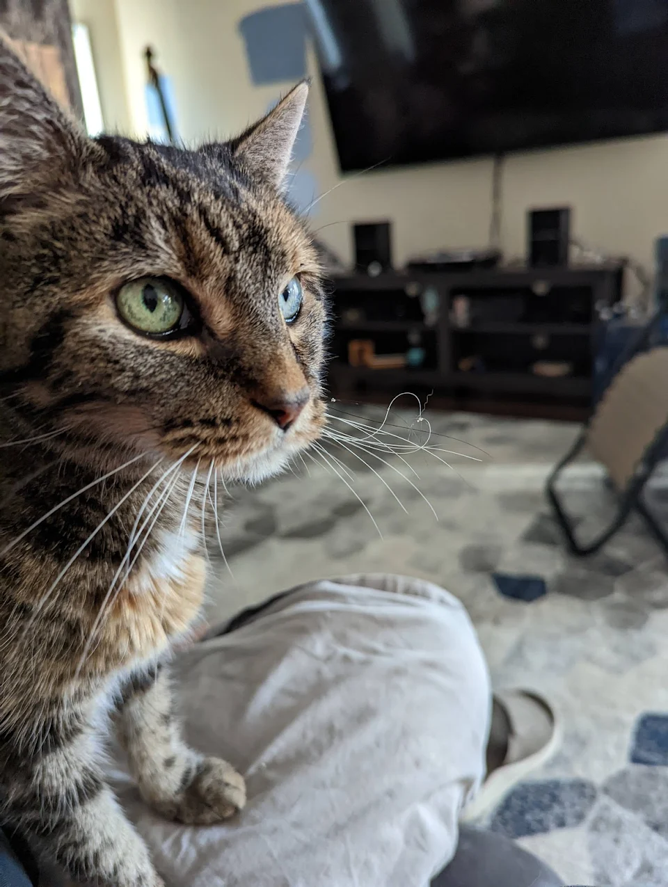 Love this cat. She's been with my wife for 22 years and after the last 8 of living with me finally started sitting on my lap. We let her outside with us in our fenced yard and she got her little whiskers tangled.