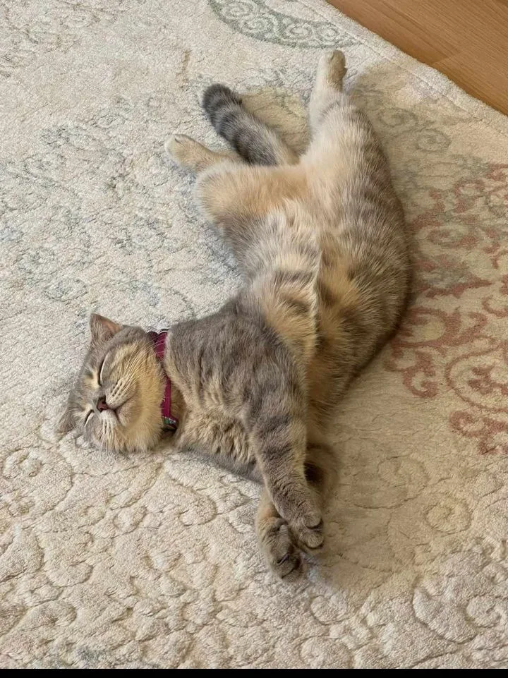 Stieb doing her daily stretch
