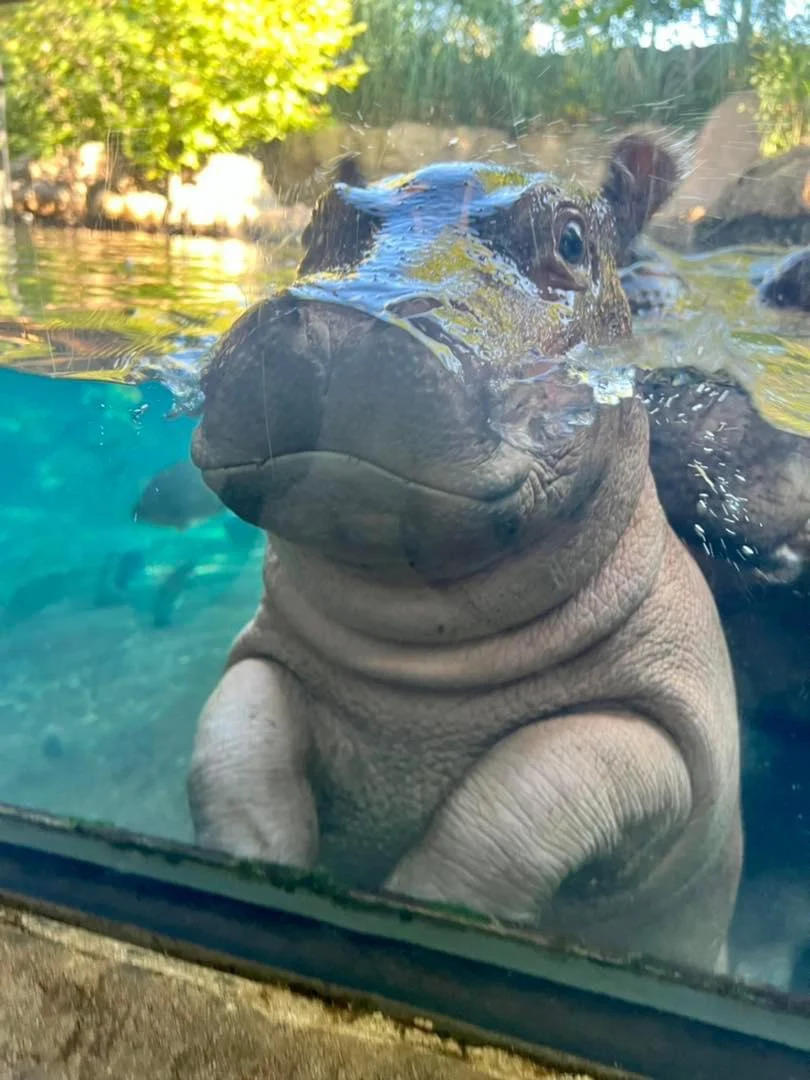 Fritz the Baby Hippo smooshes his face on the viewing glass. (source: Cincinnati Zoo)