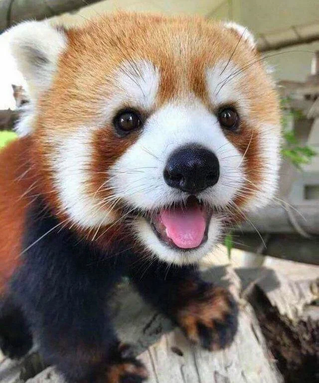 A Little Baby Red Panda ❤