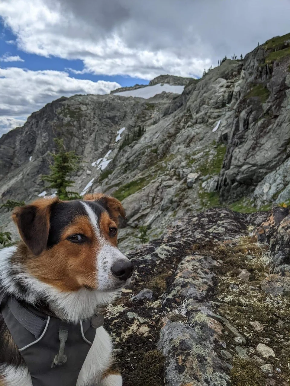 My friend's dog was suspicious of the hike