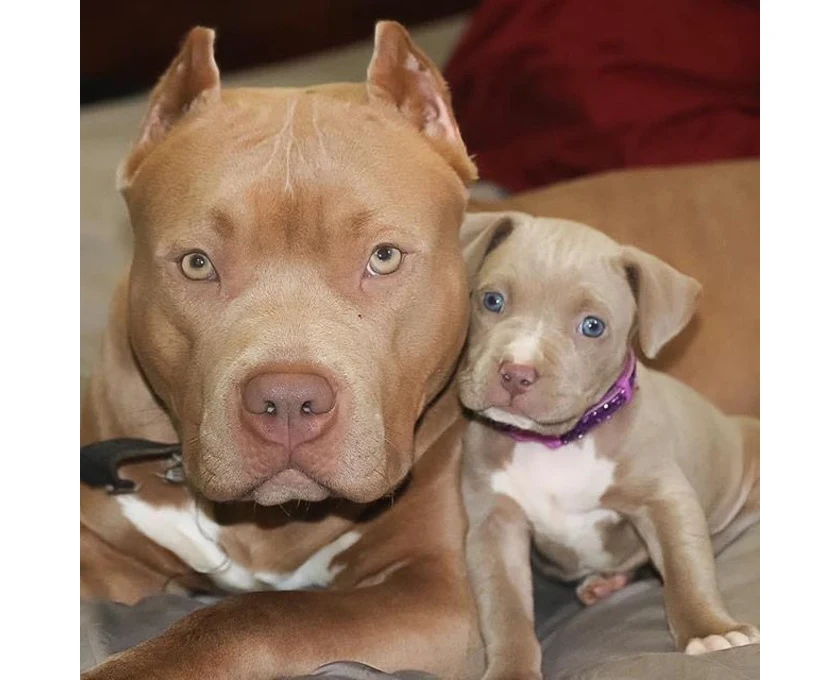 Mommy with her son🐶