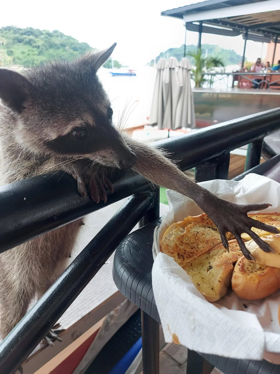 Shovelcat stealing garlic bread.