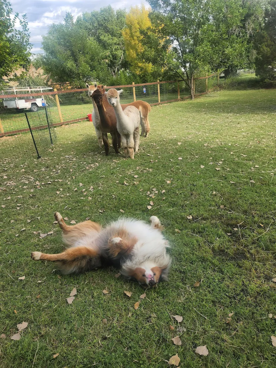 Herding abilities have temporarily been disabled due to urgent back scratches.