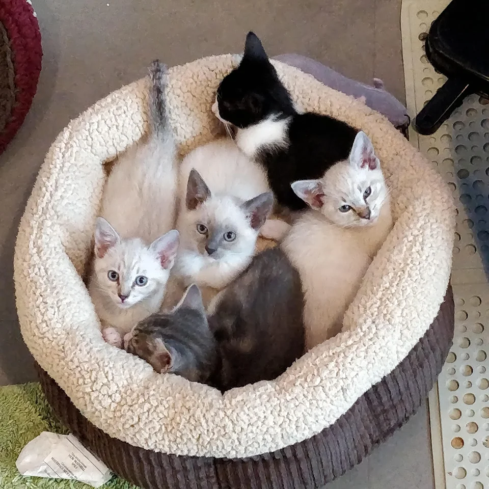 kitten bunch in a bed