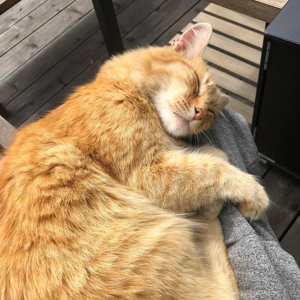 My stray cat that I feed, totally feral cat, wouldn’t come within 15 feet of me when I first started feeding him, now on my lap. 😻🥰