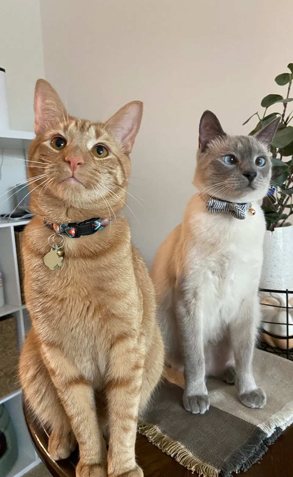 My two handsome boys - Ollie & Remy