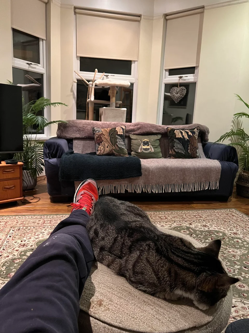 There are two cats in this photo