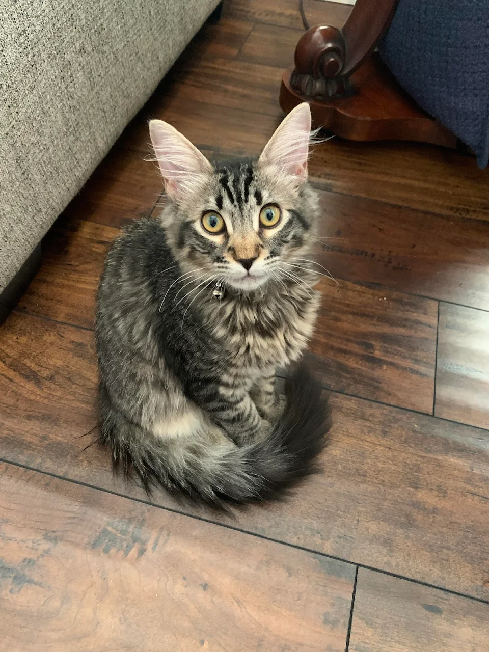 Is this little bugger a Maine Coon? His tail is longer than his body and he’s only 5 months old, he even has the little M on his head