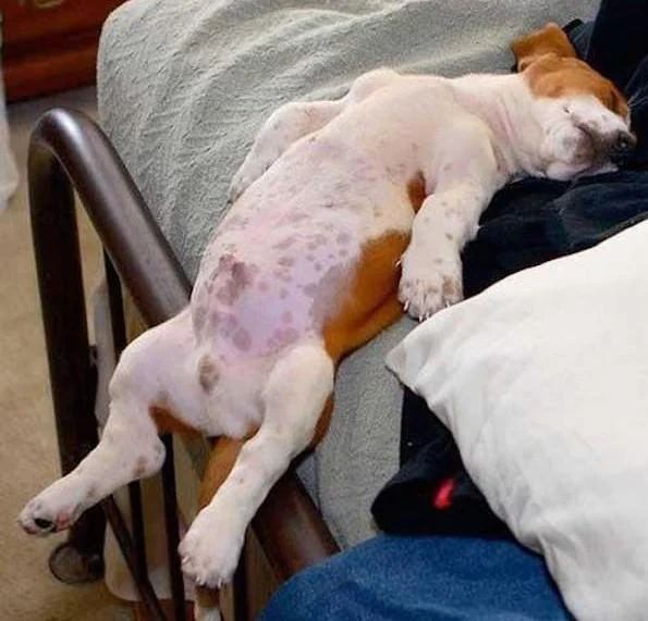 Sleepy Bassett Hound Pup