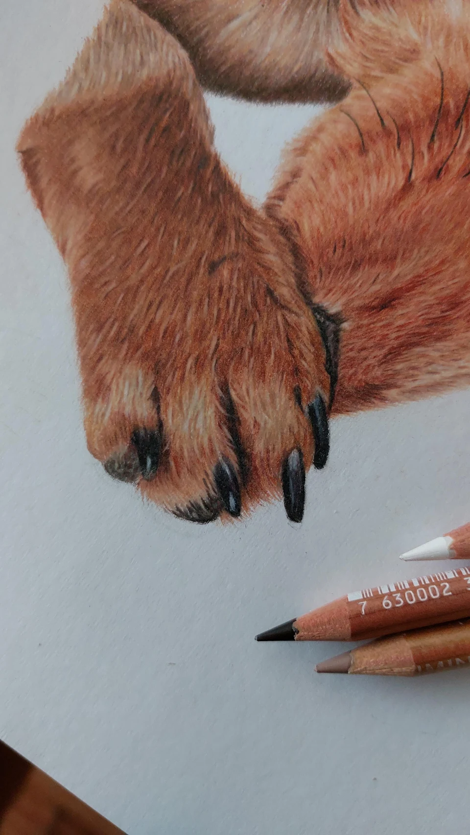 Paw with colored pencils