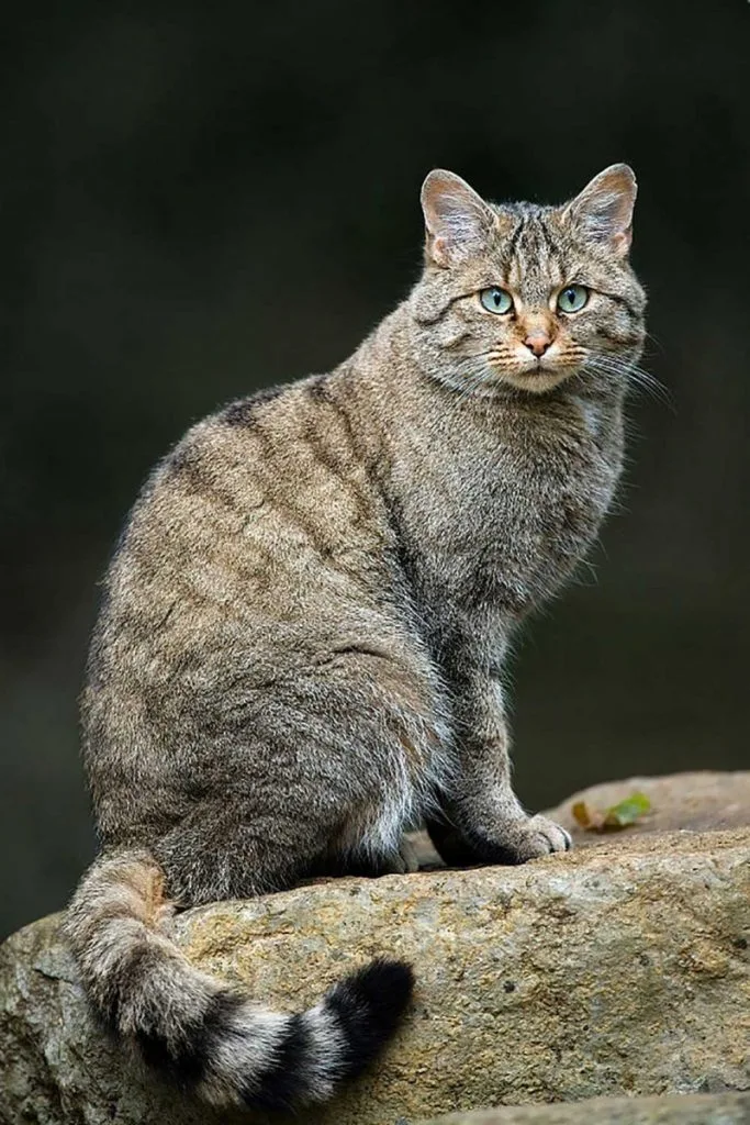 rare european cat