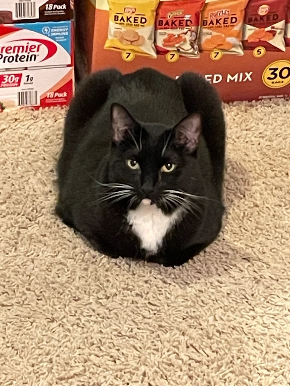 Moonrise delivers a perfect tuxedo loaf.