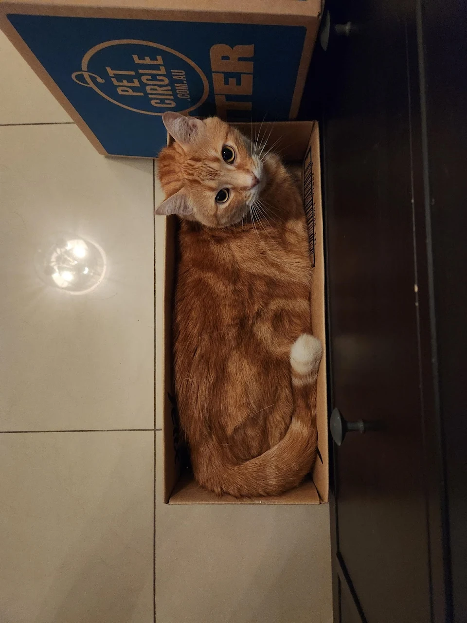 He thinks just because he can squeeze into this box, that he's slim. You are a fat boi.